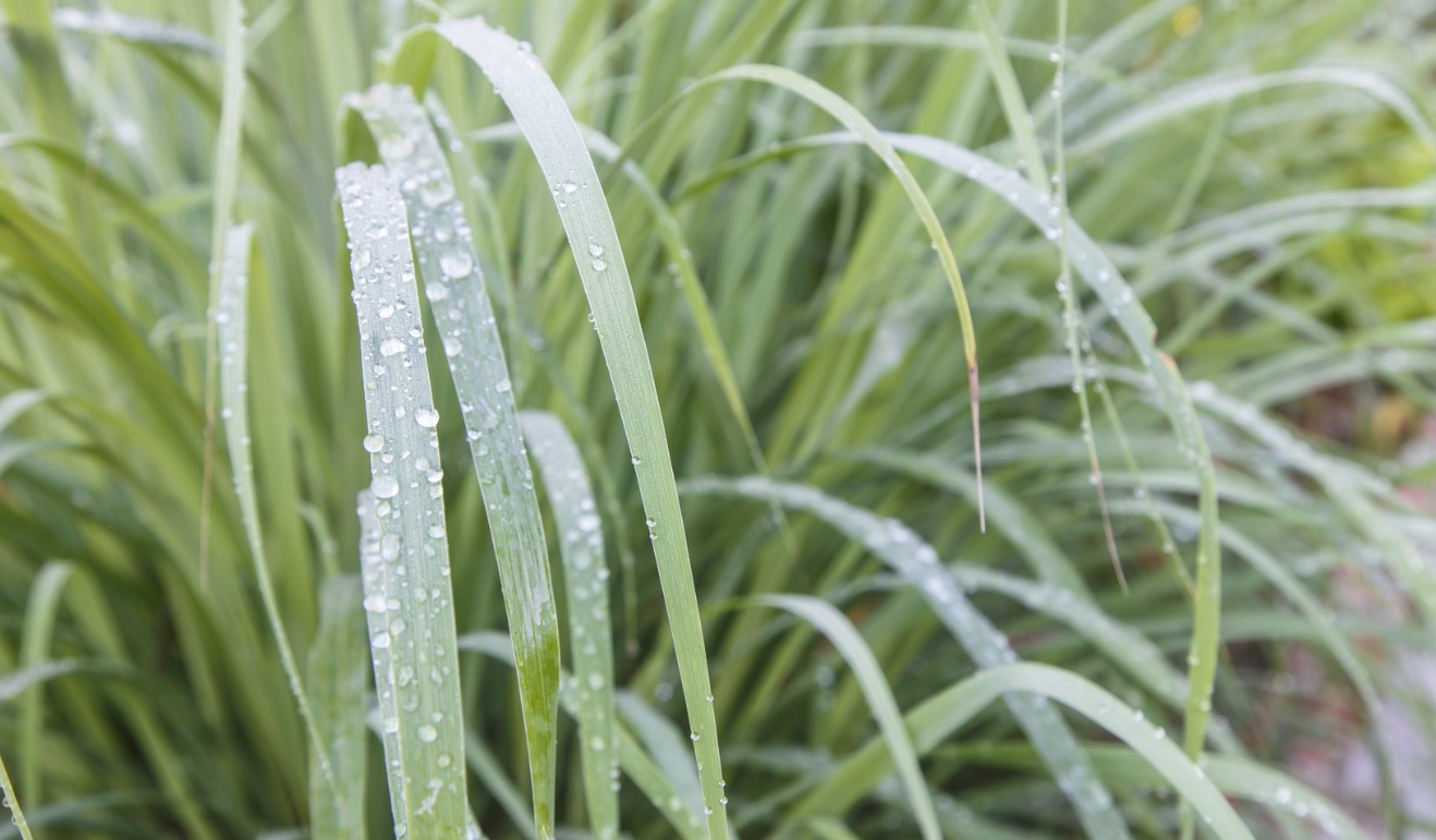 Lemongrass Plant Care